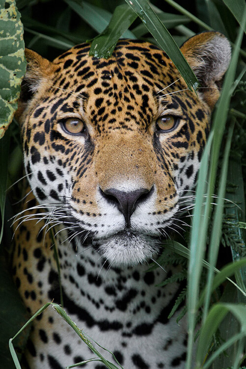 Amazon Jaguar - dieren op wanddecoratie