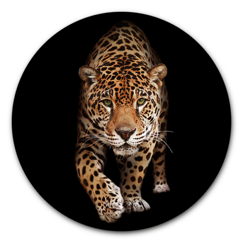 Muurcirkel Wild Panther - dieren op ronde wanddecoratie