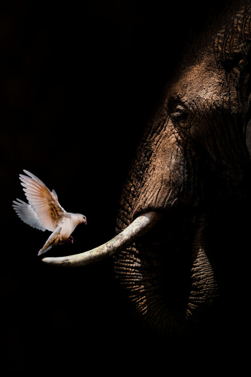Elephant with Pigeon poster