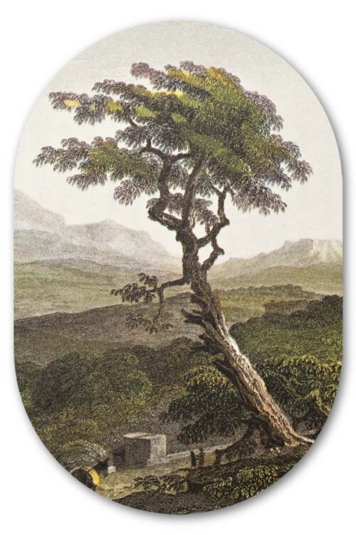 Muurovaal Sicilian Tree
